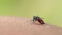 The Asian tiger mosquito is a carrier of dengue fever.