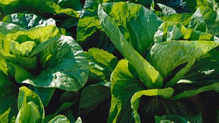 Sugarloaf chicory