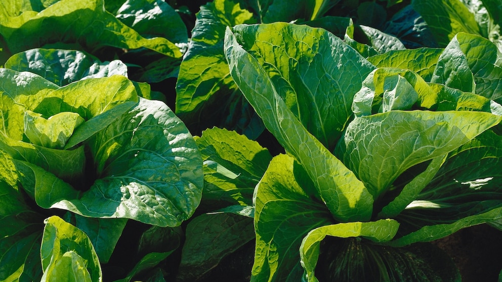 Sugarloaf chicory