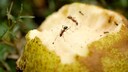 Ants in the garden can be a real nuisance, but there are natural ways to get rid of them.