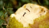 Ants in the garden can be a real nuisance, but there are natural ways to get rid of them.