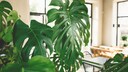The Monstera is a popular houseplant that can grow up to three meters tall.