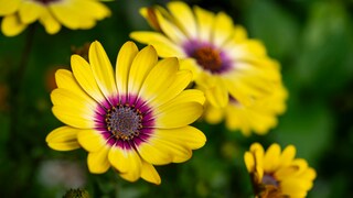 Cape Daisy