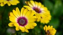 Cape Daisy