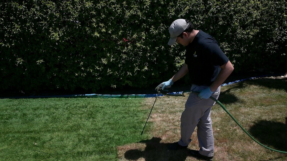 In the USA, it is already common practice to dye dry lawns green. Madness or a way to save water?