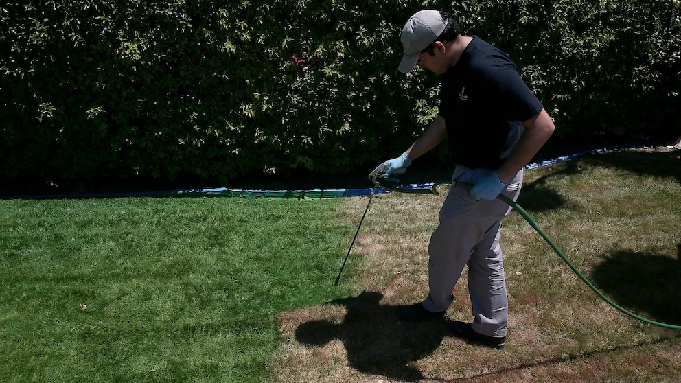 In the USA, it is already common practice to dye dry lawns green. Madness or a way to save water?