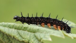Caterpillar food plants such as stinging nettle attract peacock butterflies. This is where they lay their eggs, from which caterpillars like these then hatch.
