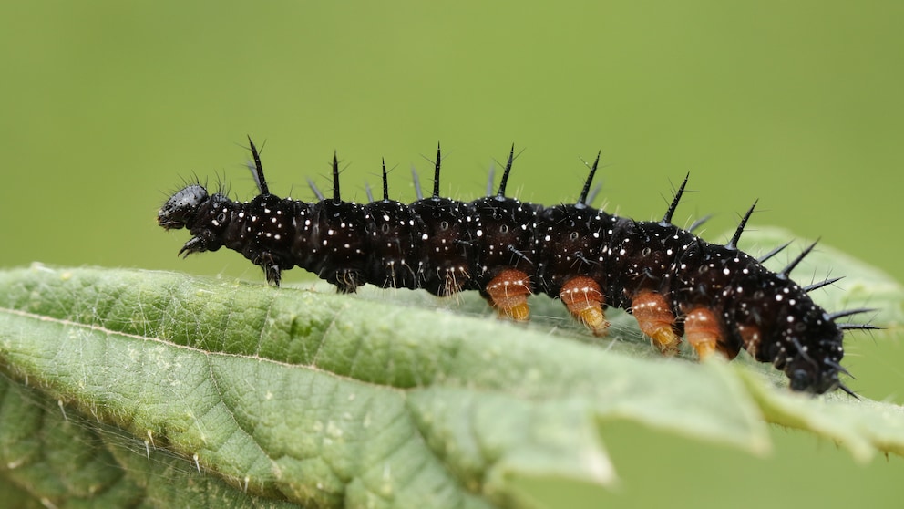 Caterpillar food plants such as stinging nettle attract peacock butterflies. This is where they lay their eggs, from which caterpillars like these then hatch.