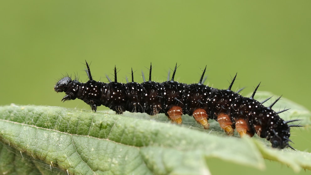 Caterpillar food plants such as stinging nettle attract peacock butterflies. This is where they lay their eggs, from which caterpillars like these then hatch.