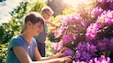 If a rhododendron becomes calcified, it can be pruned, but this is not a must