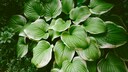 The hosta is a popular perennial for shaded areas.