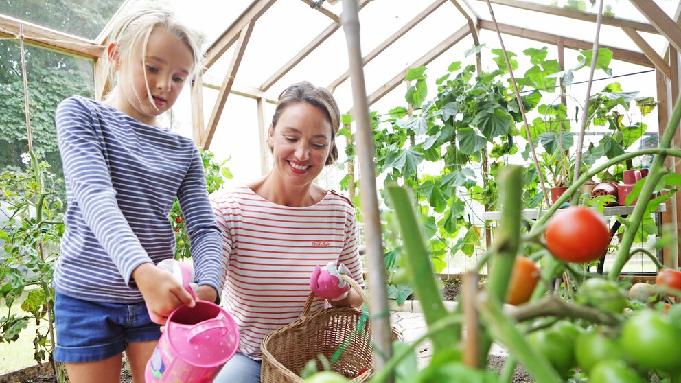 Tomatoes are ideal for beginner gardeners, but there are a few things to bear in mind when watering them