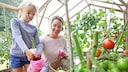 Tomatoes are ideal for beginner gardeners, but there are a few things to bear in mind when watering them