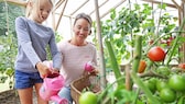 Tomatoes are ideal for beginner gardeners, but there are a few things to bear in mind when watering them