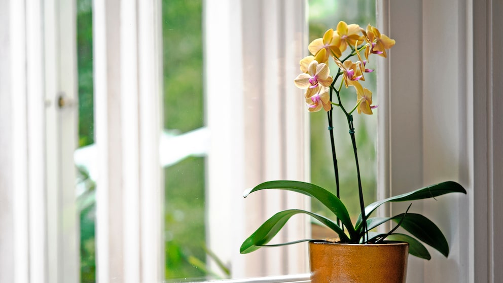 Orchid Loses Blossoms