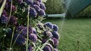 Gardeners are rightly proud of their hydrangeas, but certain watering mistakes should be avoided