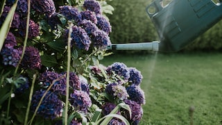 Gardeners are rightly proud of their hydrangeas, but certain watering mistakes should be avoided