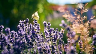 Lavender Bloom