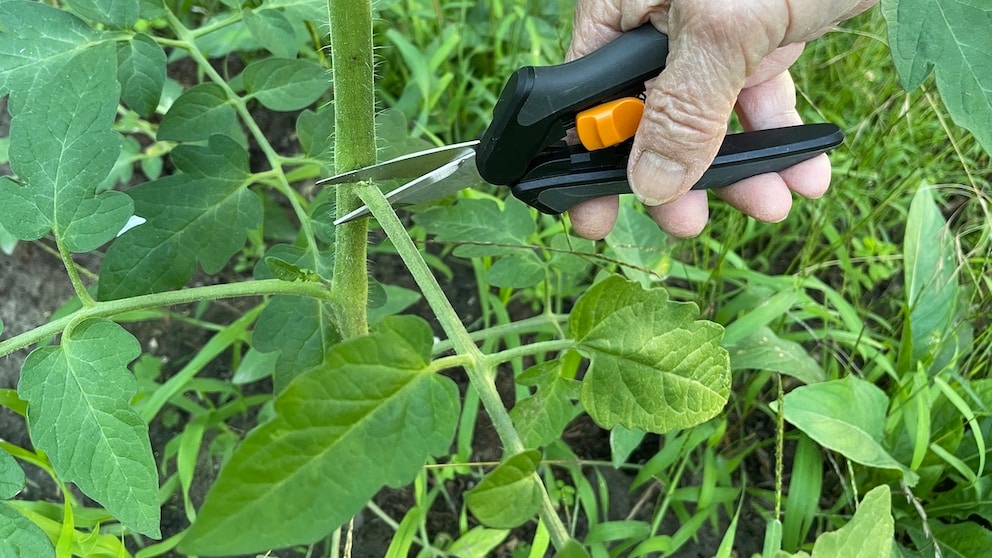 Tomatoes should be pruned regularly to encourage fruit formation
