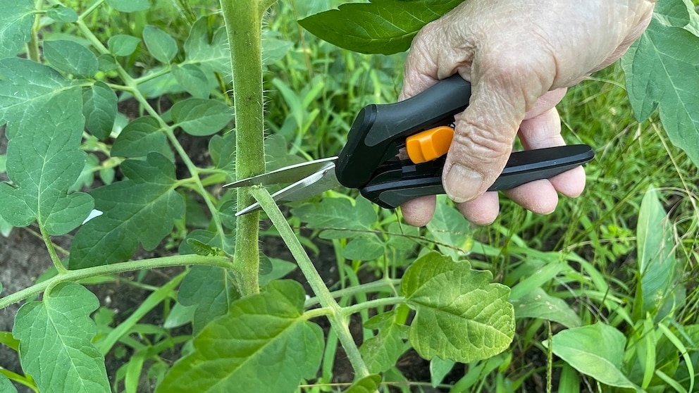 Tomatoes should be pruned regularly to encourage fruit formation