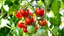 Tomatoes are a popular vegetable for the garden and balcony, but unfortunately many mistakes can be made when caring for them