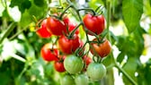 Tomatoes are a popular vegetable for the garden and balcony, but unfortunately many mistakes can be made when caring for them