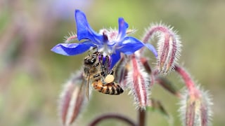 Borage (Borago officinalis) is a culinary herb and an eye-catcher in the garden with its spreading flowers. It is also very bee-friendly.