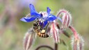 Borage (Borago officinalis) is a culinary herb and an eye-catcher in the garden with its spreading flowers. It is also very bee-friendly.
