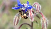 Borage (Borago officinalis) is a culinary herb and an eye-catcher in the garden with its spreading flowers. It is also very bee-friendly.