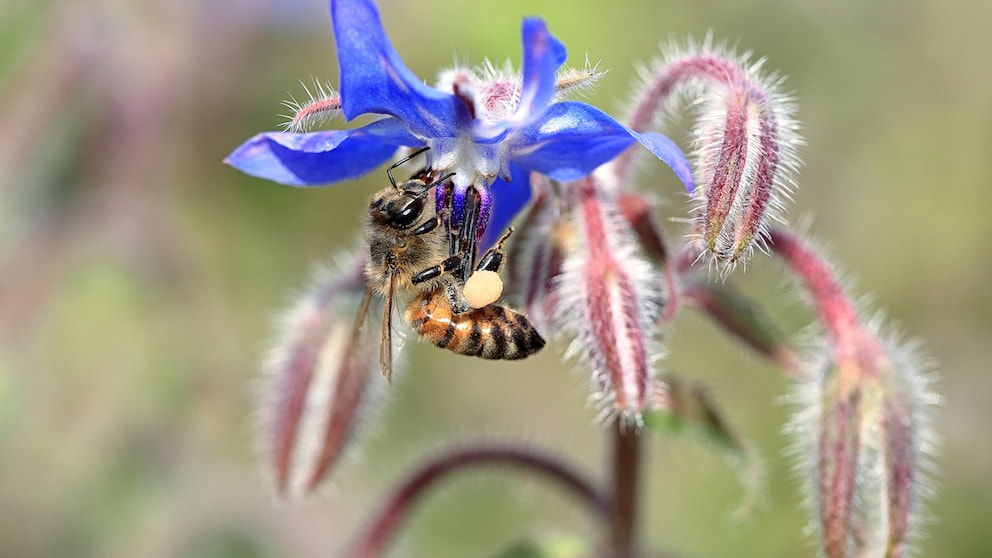 Borage (Borago officinalis) is a culinary herb and an eye-catcher in the garden with its spreading flowers. It is also very bee-friendly.