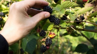 Blackberries are not only delicious, but also very healthy and low in calories