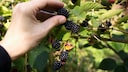 Blackberries are not only delicious, but also very healthy and low in calories