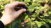 Blackberries are not only delicious, but also very healthy and low in calories