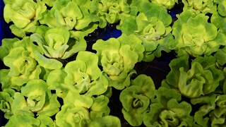Water Hyacinth banned