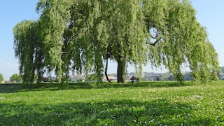 Weeping willow