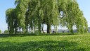 Weeping willow
