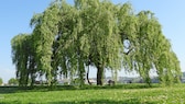 Weeping willow