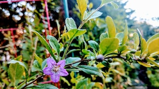 Goji berry