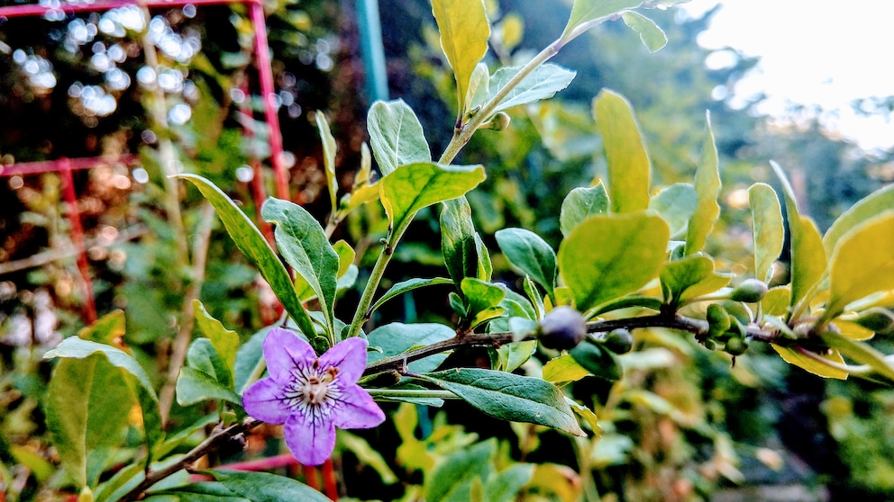 Goji berry