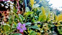 Goji berry