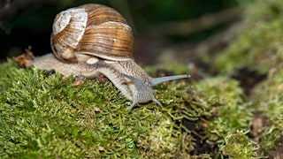 The vineyard snail can reach a size of up to two inches. This makes it the largest native terrestrial snail