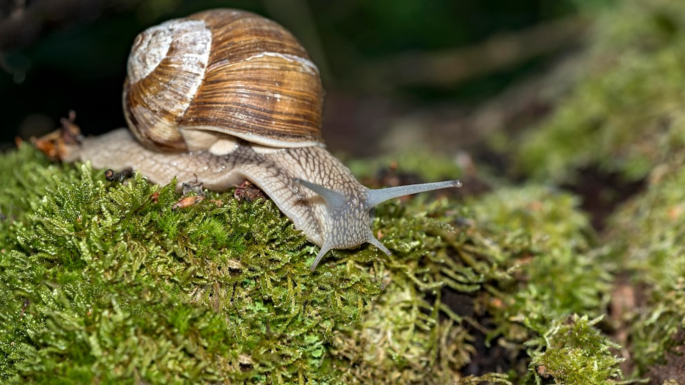 The vineyard snail can reach a size of up to two inches. This makes it the largest native terrestrial snail