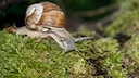 The vineyard snail can reach a size of up to two inches. This makes it the largest native terrestrial snail