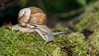 The vineyard snail can reach a size of up to two inches. This makes it the largest native terrestrial snail