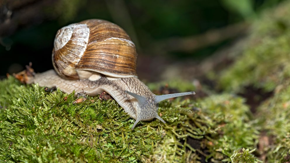 The vineyard snail can reach a size of up to two inches. This makes it the largest native terrestrial snail