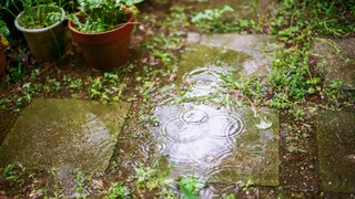 You should also water your plants in the garden after rain
