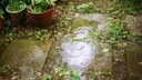 You should also water your plants in the garden after rain