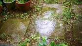 You should also water your plants in the garden after rain