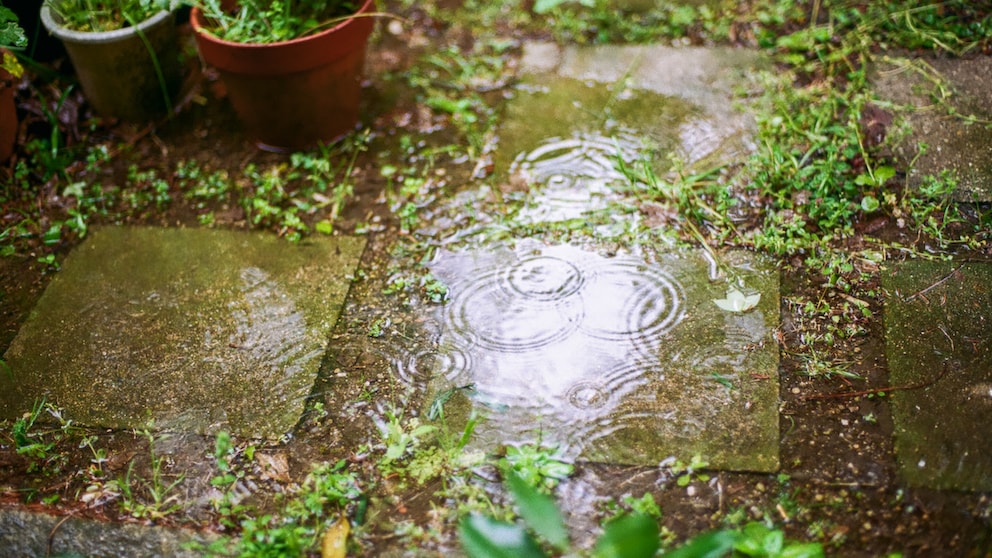 You should also water your plants in the garden after rain