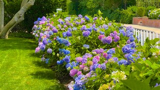 Hydrangeas need care and sufficient fertilizer to grow and bloom profusely